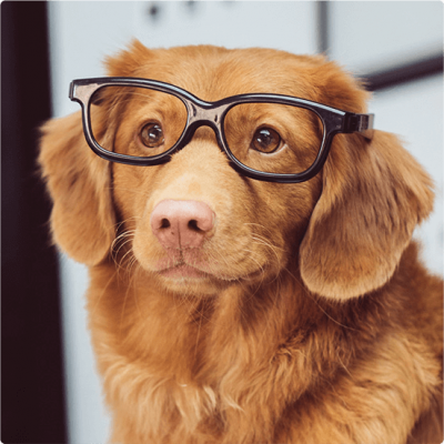Dog With Glasses(1)