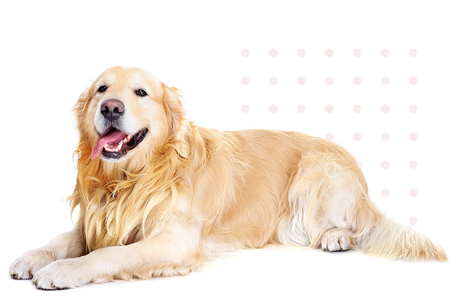 Golden Retriever Phptp