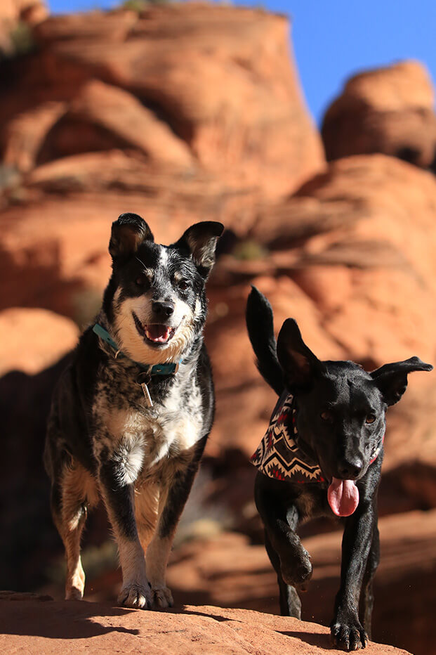 Two Dogs Smiling On The Desert